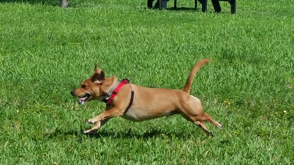 luckydogs-pet-sitting-rates-lucky-dogs-pet-sitting