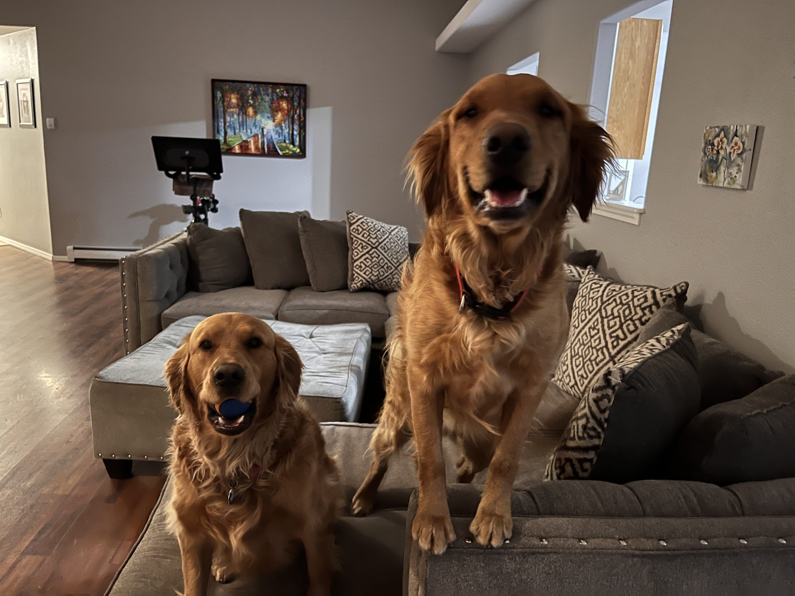 Lucky Dogs Pet Sitting Call or Text 954.678.7456 today.