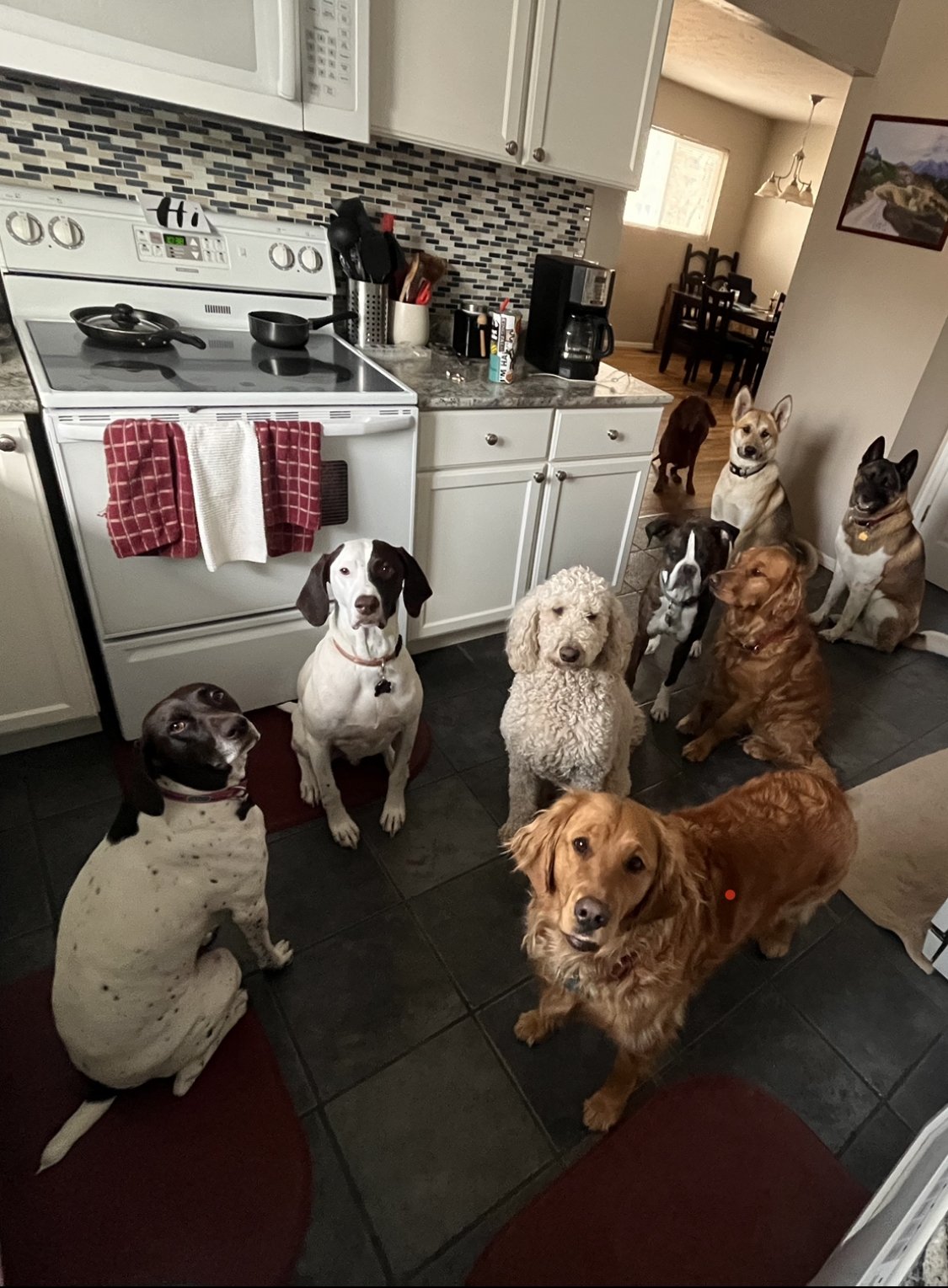 Lucky Dogs Pet Sitting Call or Text 954.678.7456 today.