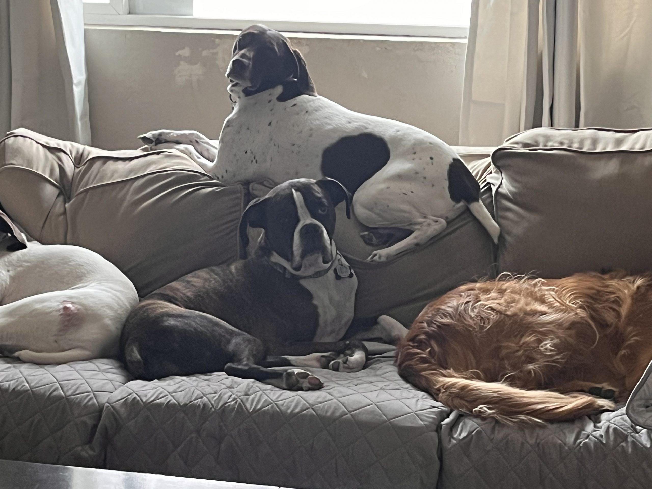 Lucky Dogs Pet Sitting Call or Text 954.678.7456 today.