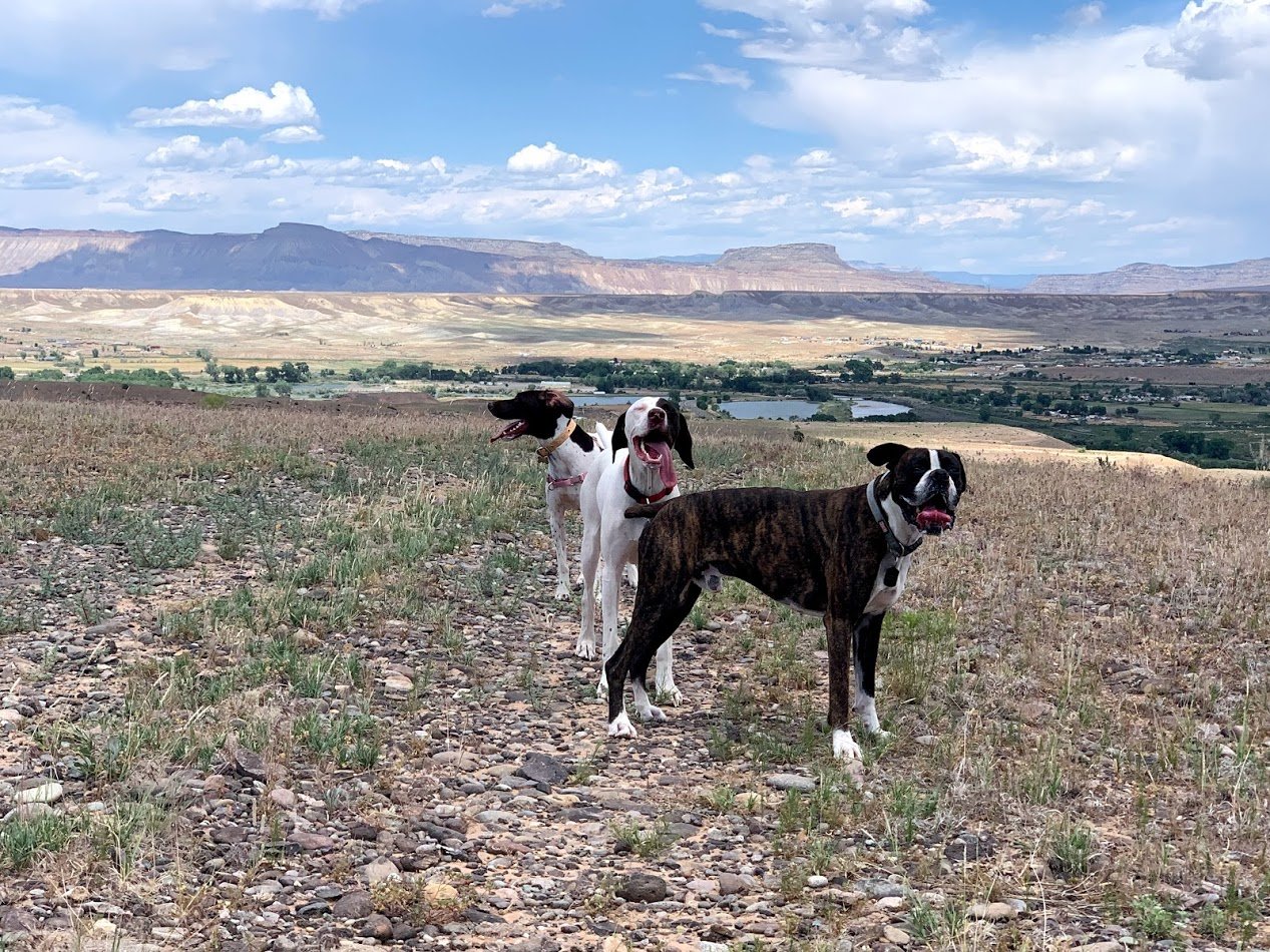 Lucky Dogs Pet Sitting Call or Text 954.678.7456 today.