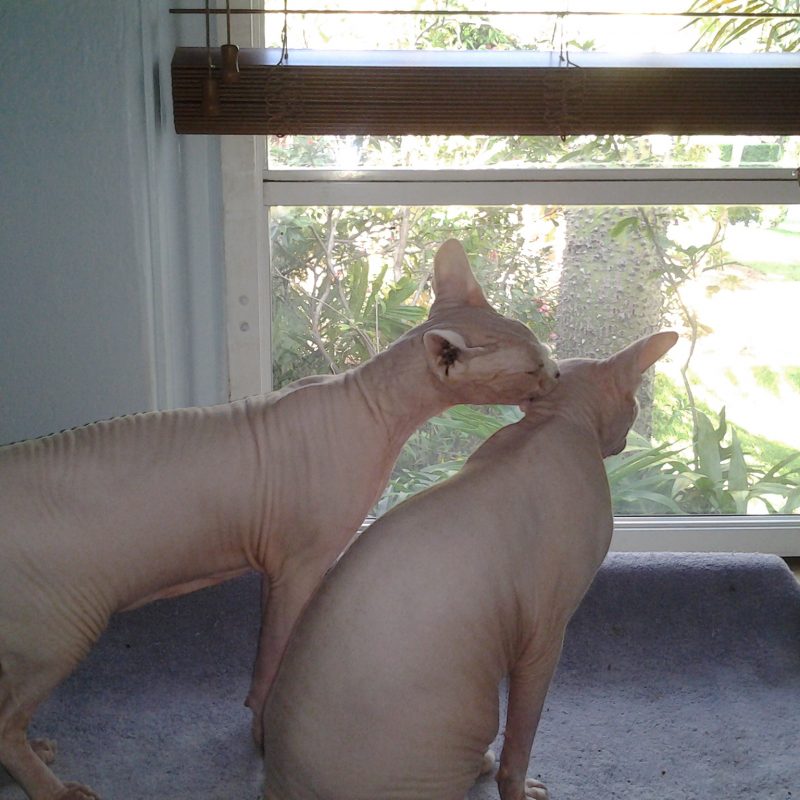 PawsomeKitty.com