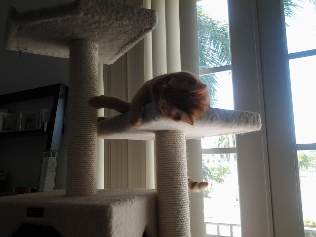 Lucky Dogs Pet Sitting Call or Text 954.678.7456 today.