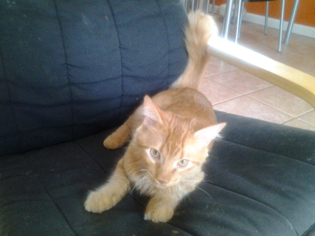 Lucky Dogs Pet Sitting Call or Text 954.678.7456 today.