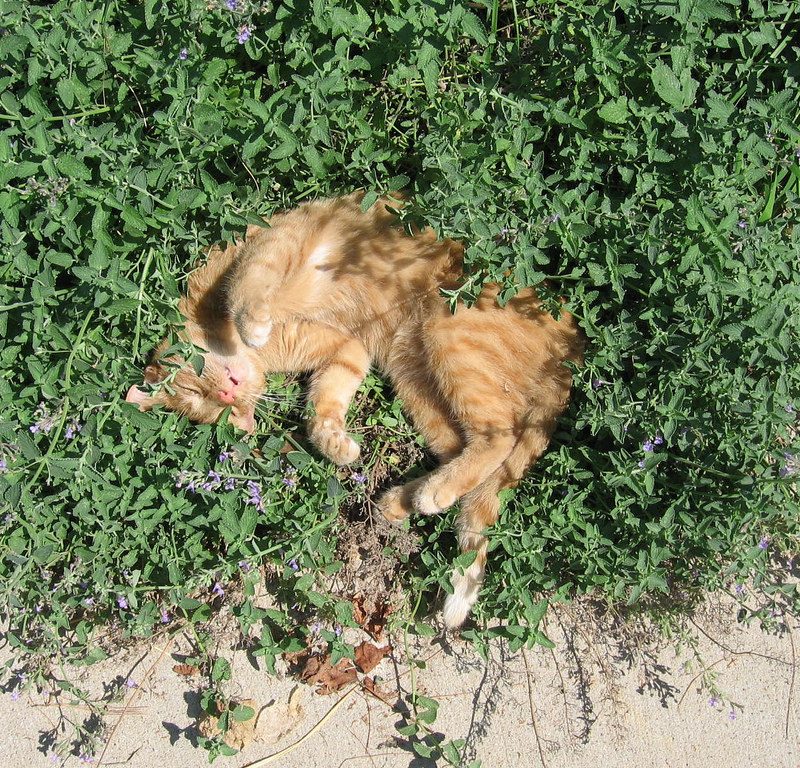 Catnip. Is it a drug?