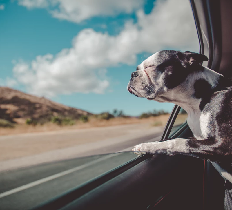 Budget-Friendly Tips to Keep Traveling With Your Dog Problem-Free
