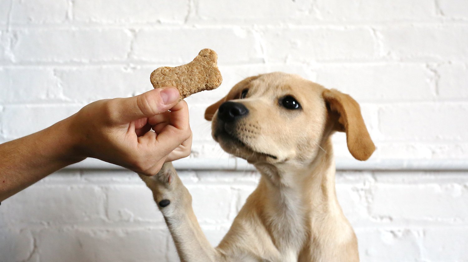 dog treats, dog training, dog walking - Luck Dogs Pet Sitting