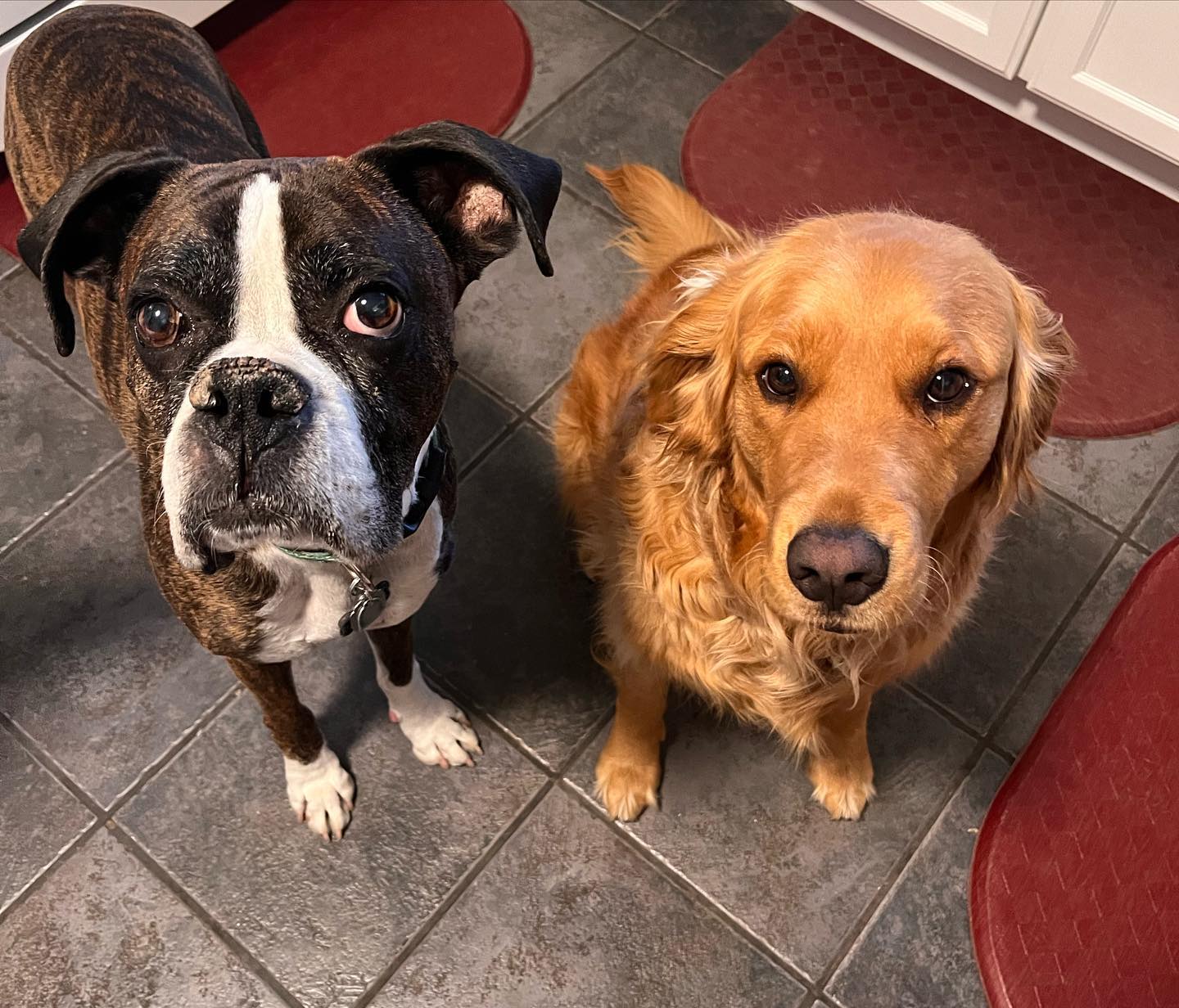 Lucky Dogs Pet Sitting Call or Text 954.678.7456 today.