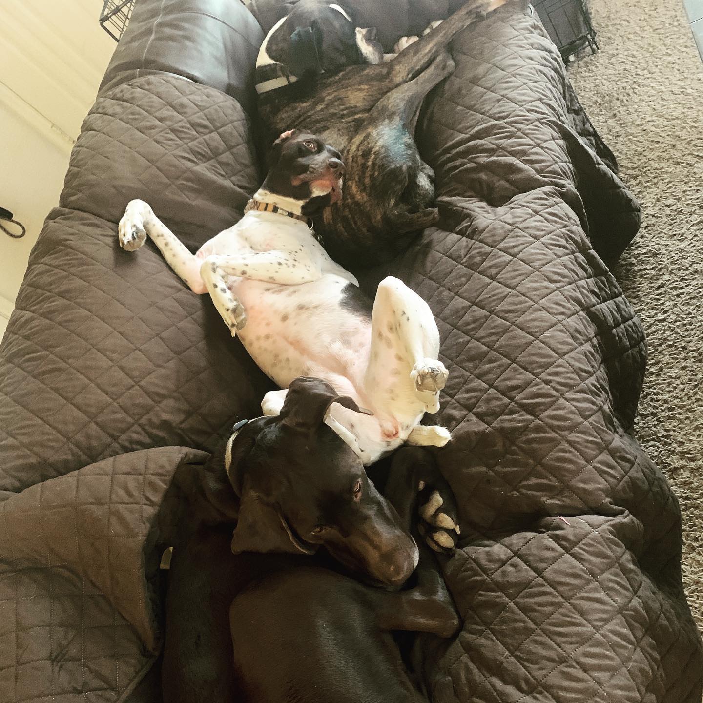 Lucky Dogs Pet Sitting Call or Text 954.678.7456 today.