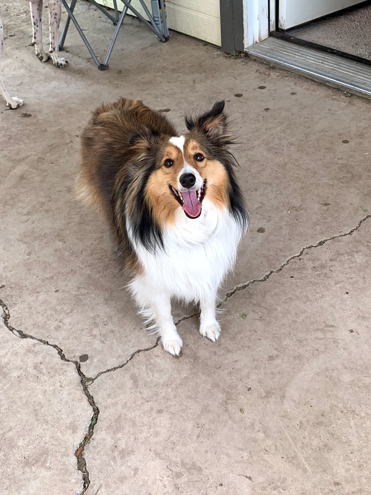 Lucky Dogs Pet Sitting Call or Text 954.678.7456 today.