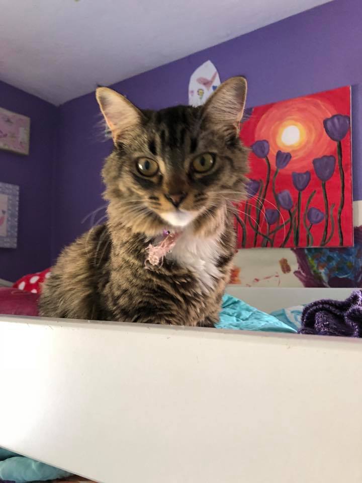 Lucky Dogs Pet Sitting Call or Text 954.678.7456 today.