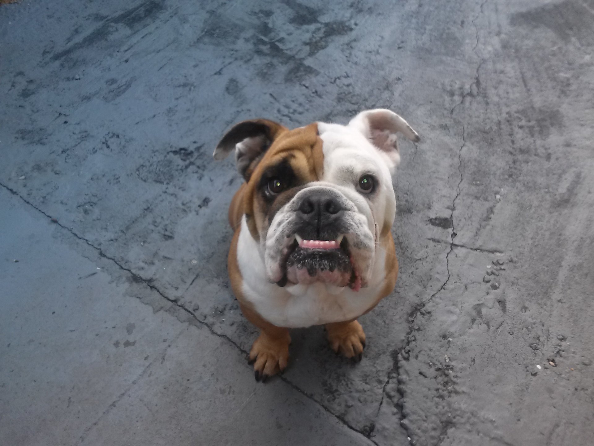 Lucky Dogs Pet Sitting Call or Text 954.678.7456 today.