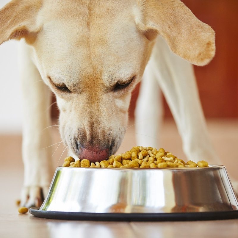 Your Dog’s Appetite